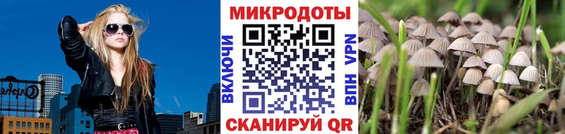 Купить закладки Куртамыш Галлюциногенные грибы MAGIC MUSHROOMS